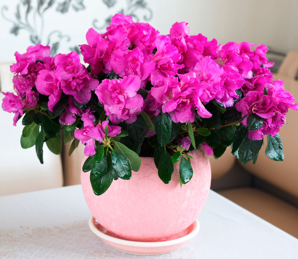 Самые красивые цветущие комнатные растения фото